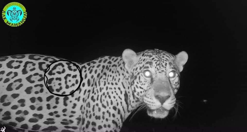 El Jaguar es una especie en peligro de extinción, y está protegida por la NOM-059-SEMARNAT-2010