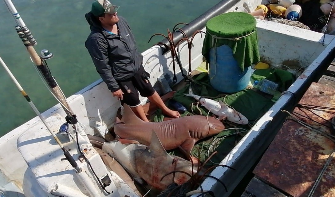 La pesca de tiburón en Isla Mujeres suma 120 toneladas en lo que va del 2021