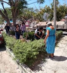 ECOSUR advierte que la reforestación debe ir más allá de la plantación de semillas en Campeche