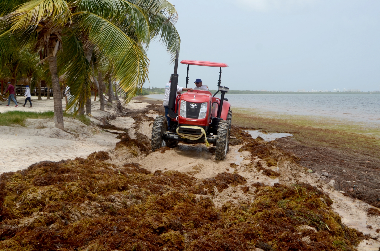 Recogen más de nueve mil toneladas de sargazo en Playas de Cancún: Zofemat