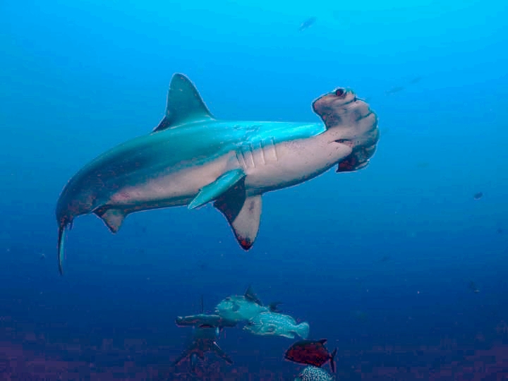 Ejemplares de tiburón martillo han sido vistos por turistas y habitantes de Cozumel, pero ahora, lograron observar el nacimiento de sus crías