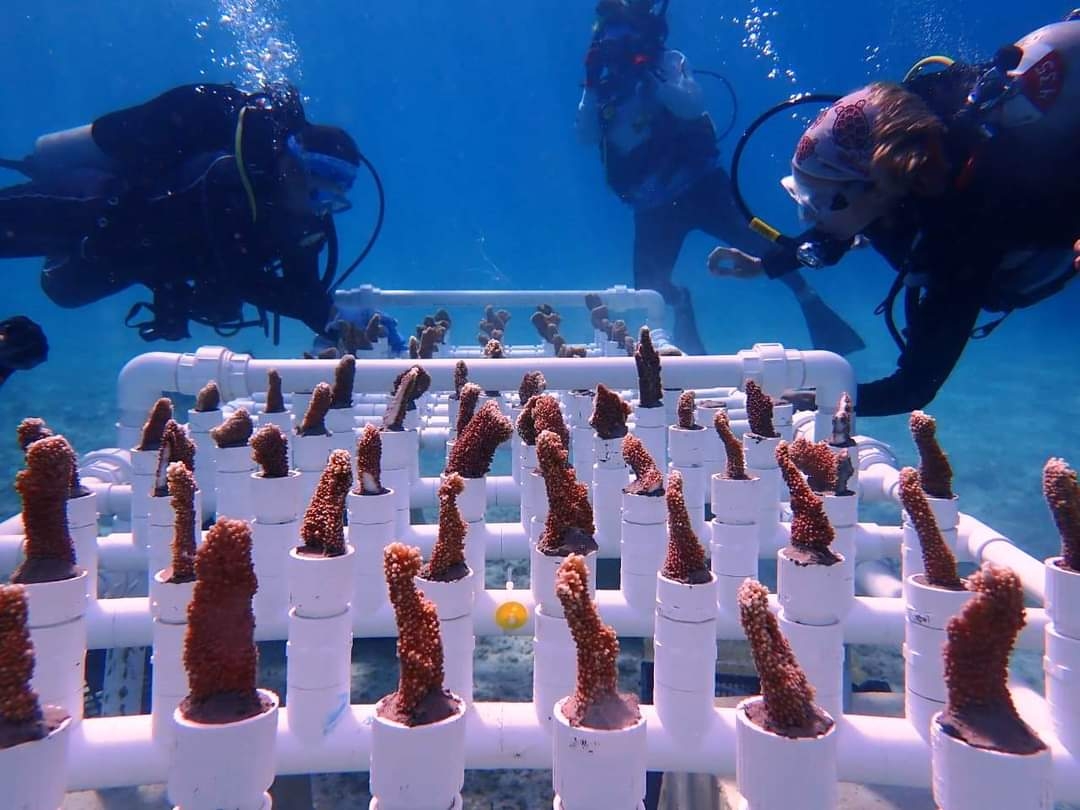 Biólogos reportan disminución de arrecifes con síndrome blanco en Cozumel