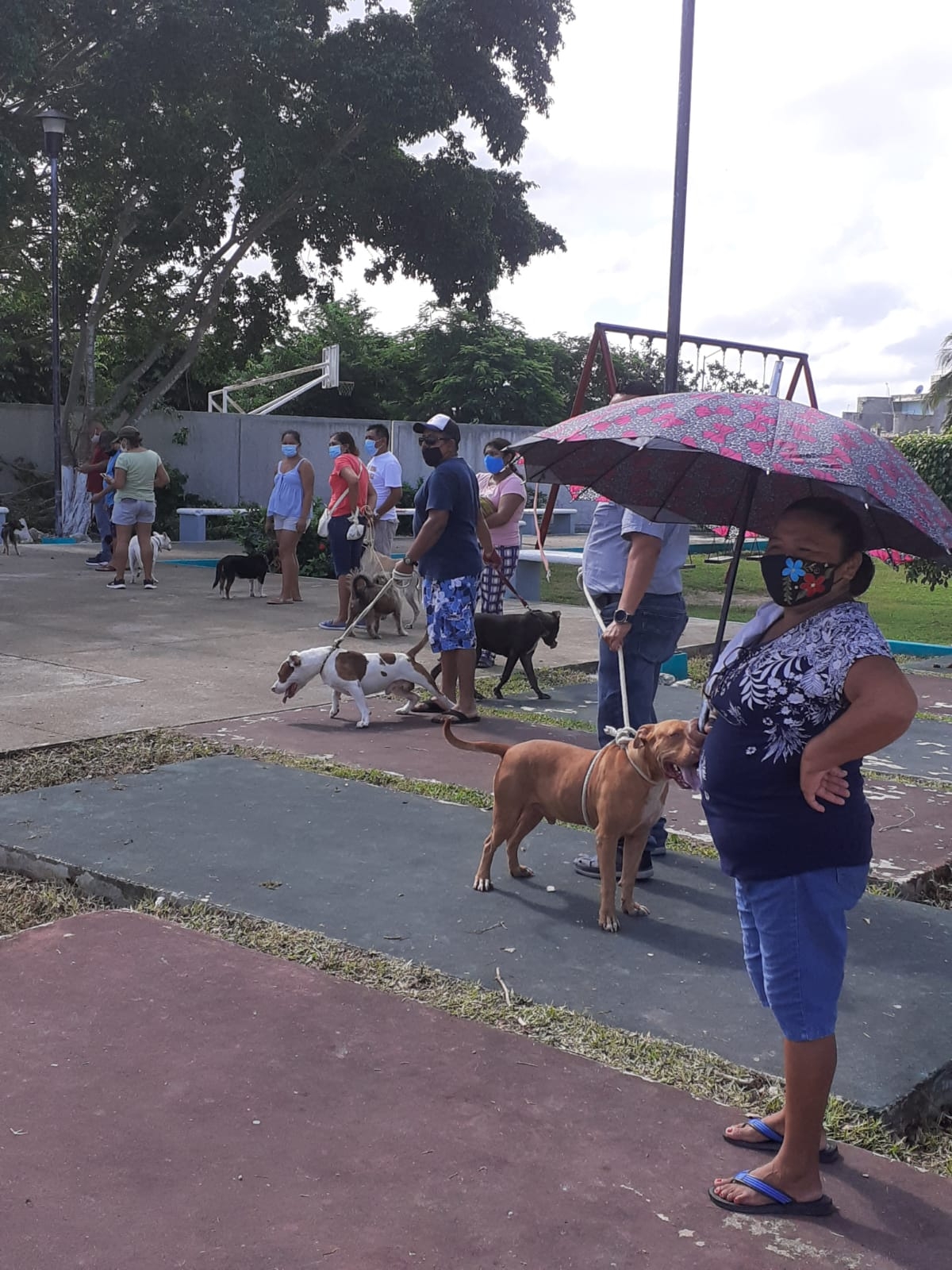 Dueños de mascotas dejan heces en módulo de vacunación antirrábica en Cozumel