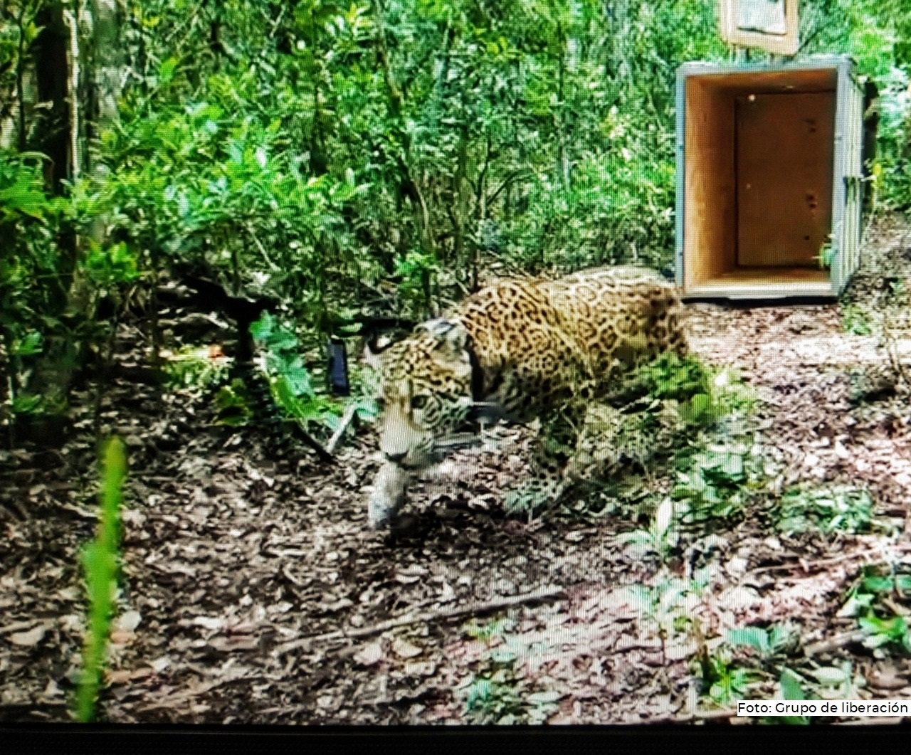 Covi, el Jaguar rescatado, se mantiene protegido en la Reserva de la Biosfera de Sian Ka'an