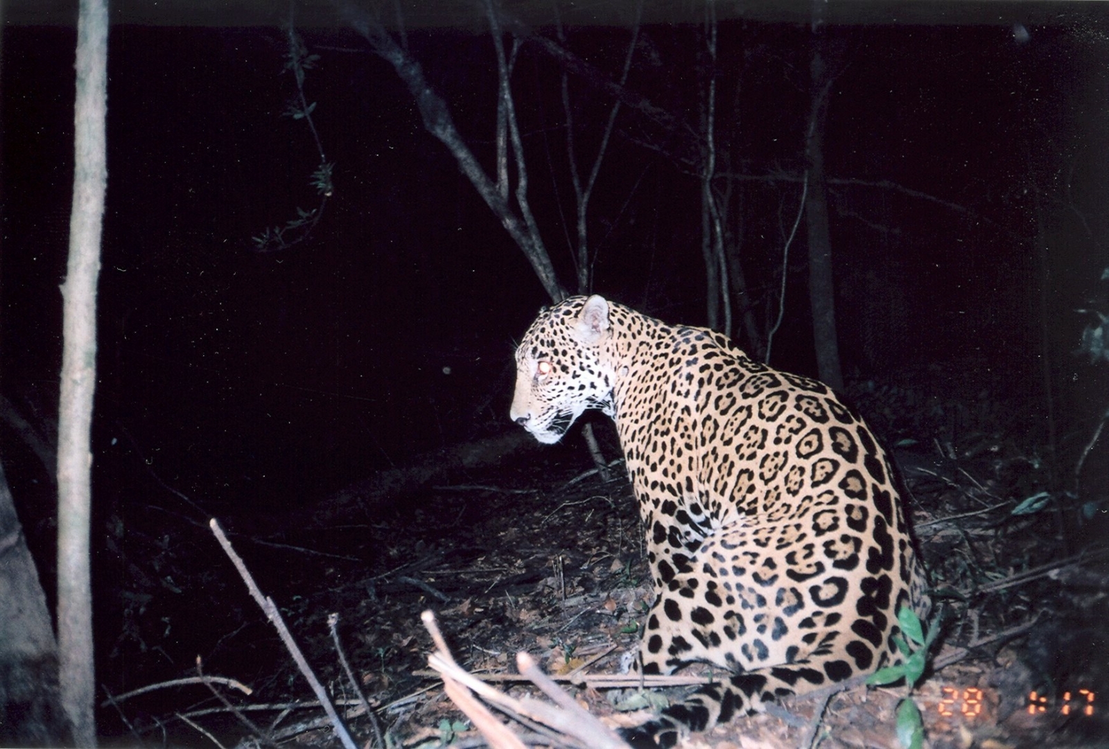 Deforestación obliga a jaguares campechanos a migrar a campos ganaderos: Greenpeace
