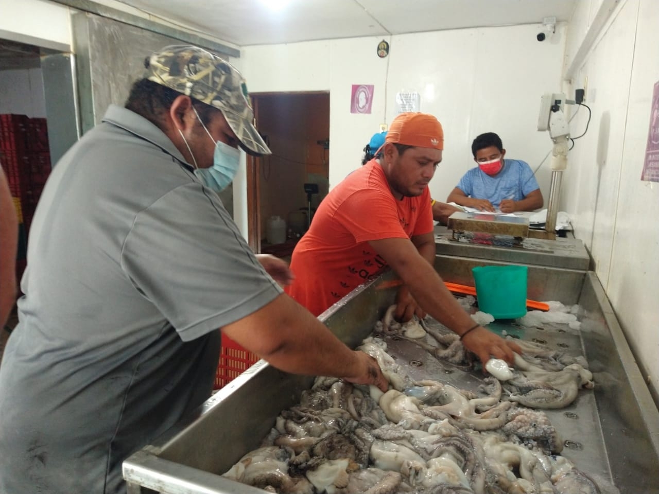 Pescadores registran baja captura de pulpo en puertos de Yucatán