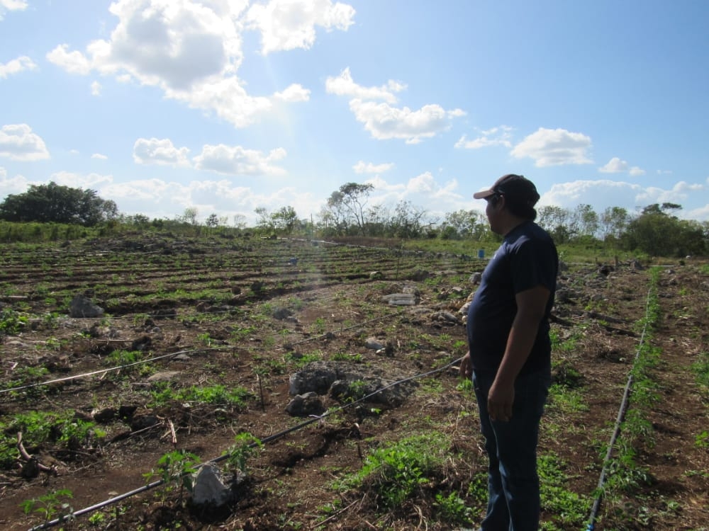Quintana Roo registró más de 16 mil campesinos inscritos en el programa Producción para el Bienestar