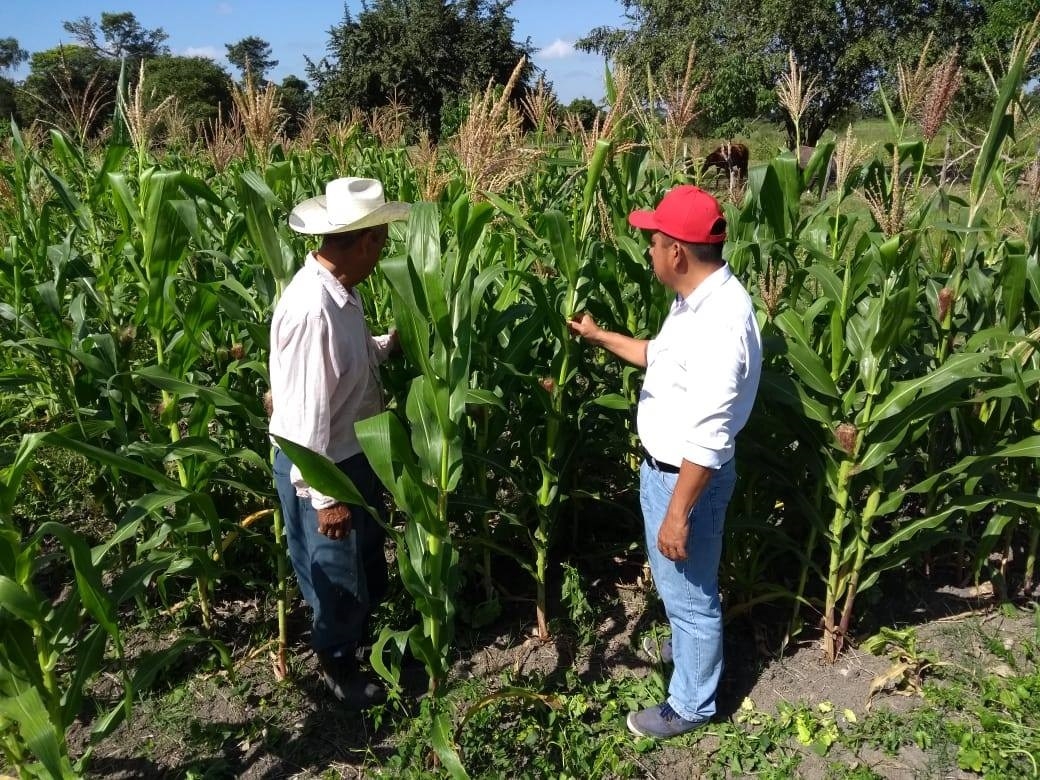 Campeche, lugar número 20 en cosechas en México: Secretaría de Agricultura