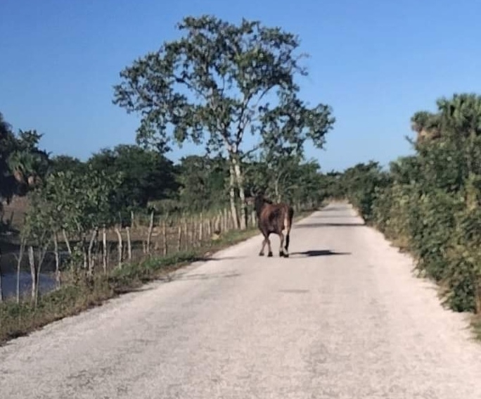 Automovilistas han fotografiado a toros sueltos en la vía de Sabancuy a Calax, lo que pone en riesgo a los conductores y animales