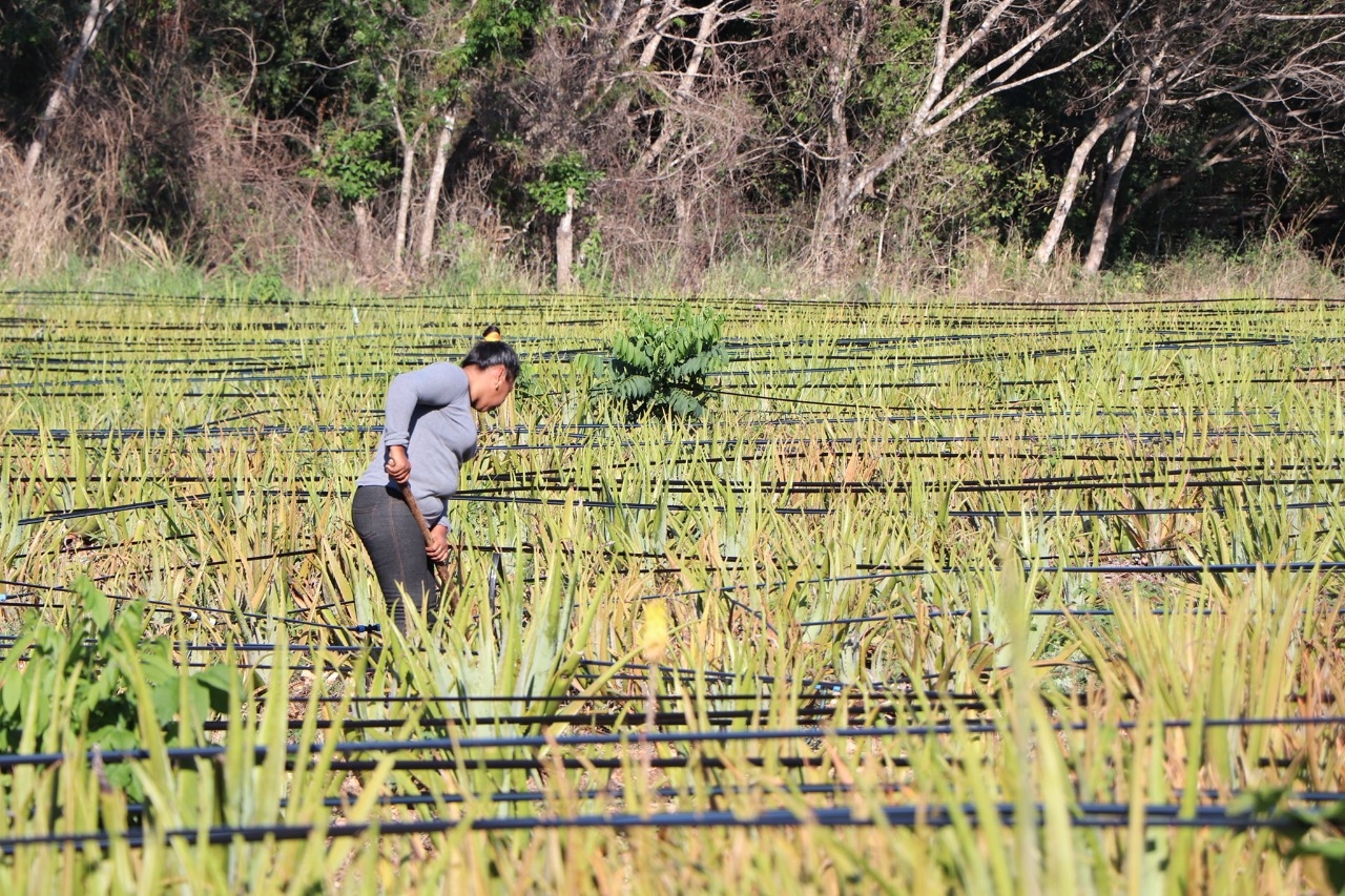 Piden a productores de Campeche dejar de usar agroquímicos en el campo