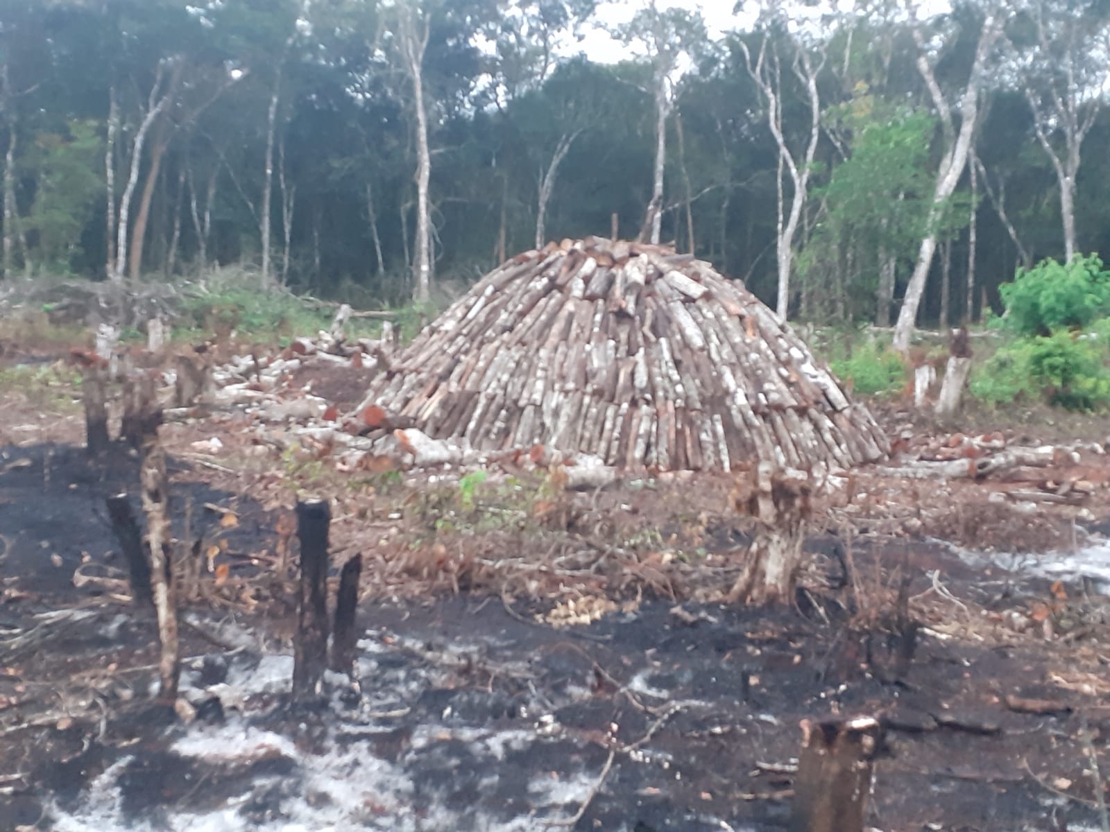 Vecinos de la zona maya de Quintana Roo optan por la quema de carbón como fuente de ingresos