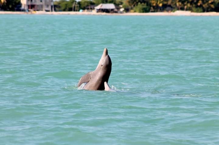 Laguna de Términos, paraíso natural de delfines en Campeche