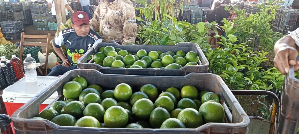 Quintana Roo supera a Campeche en producción del limón persa, el 'oro verde'