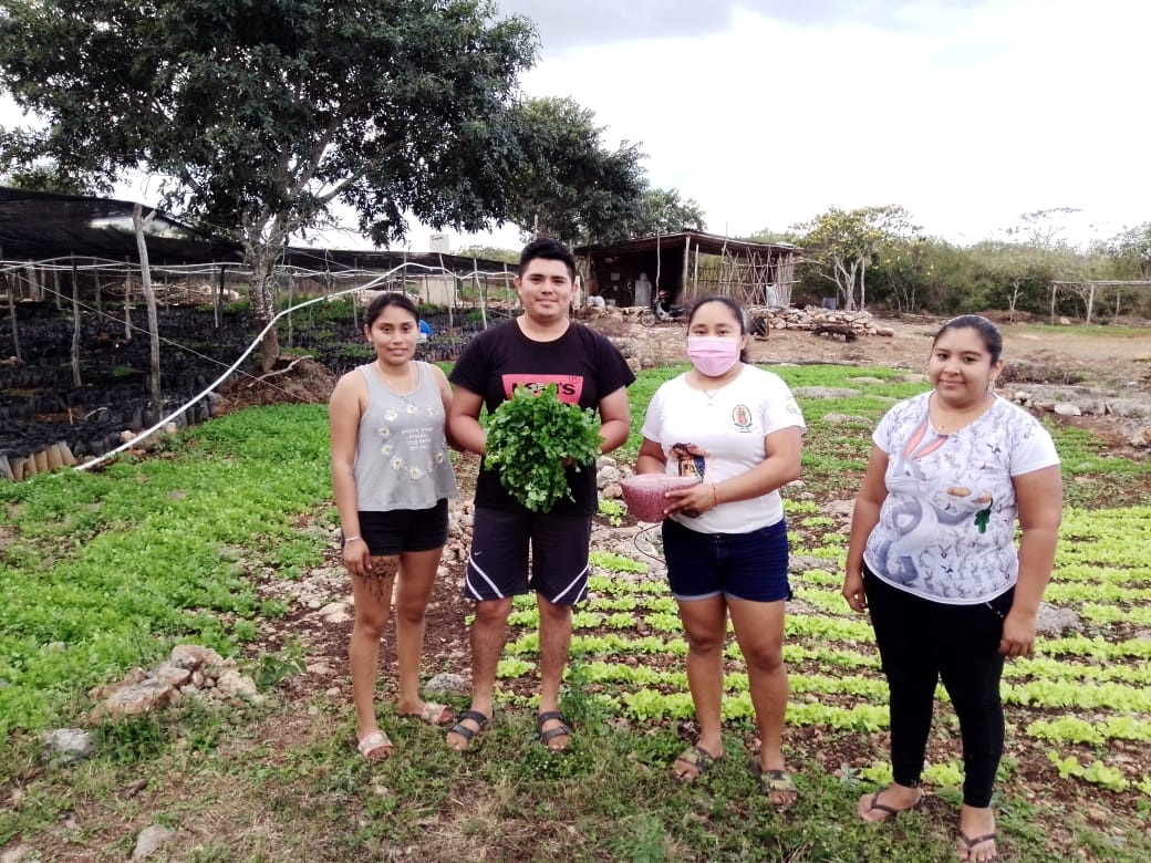 Jóvenes de Sinanché plantan hortalizas como fuente de ingresos