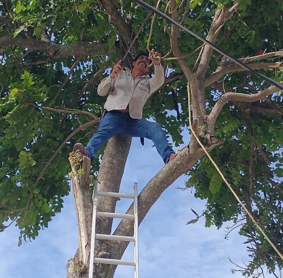 Corte de un árbol cierra por varias horas la avenida Colosio en Campeche