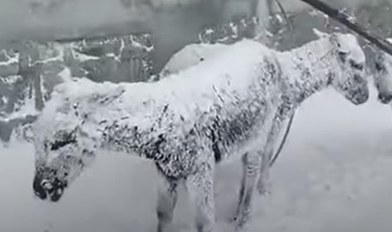 Las terribles imágenes de animales congelados por las bajas temperaturas en Turquía