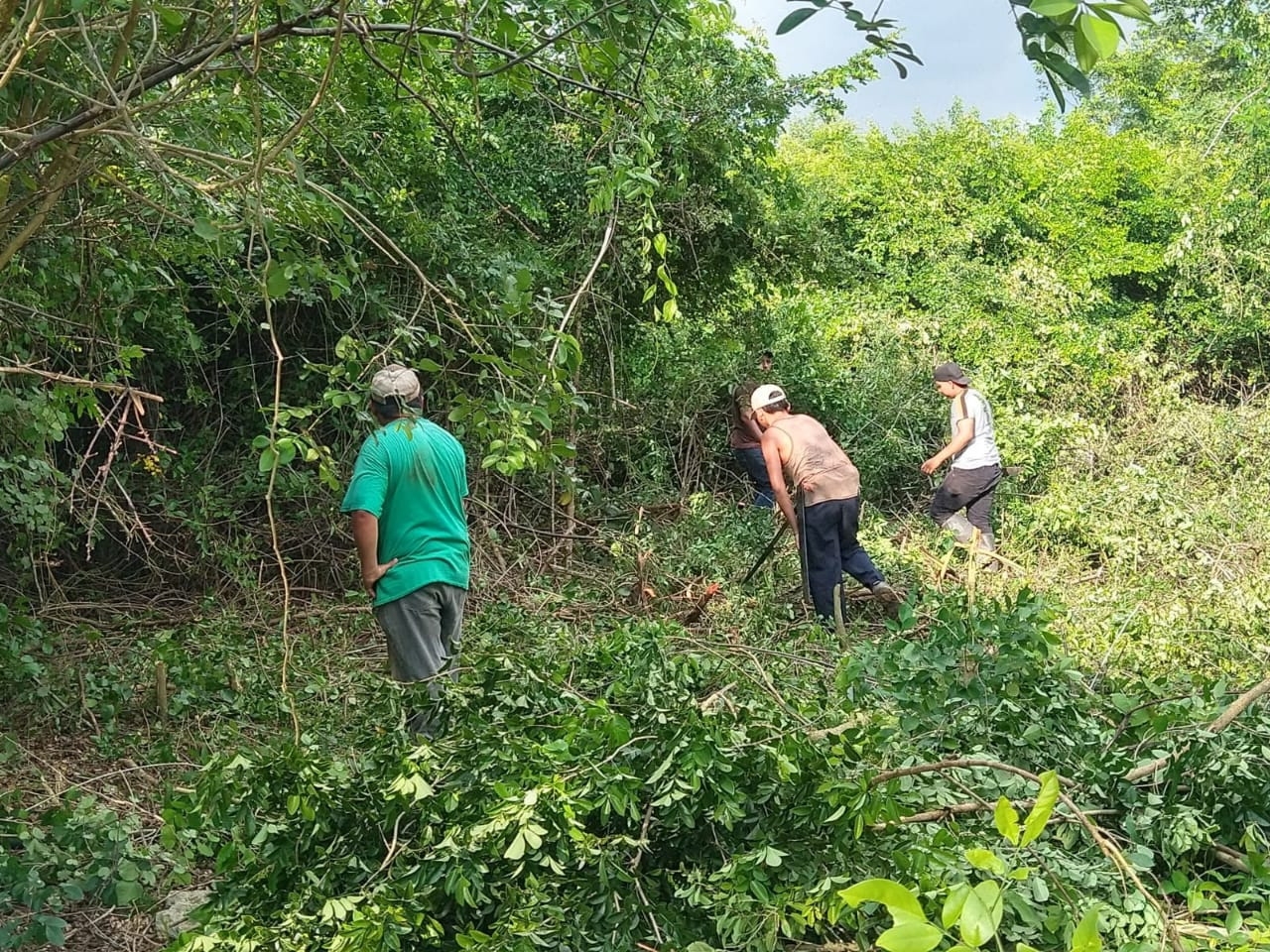 Ejidatarios de Tizimín protegen sus terrenos de la tala ilegal de árboles