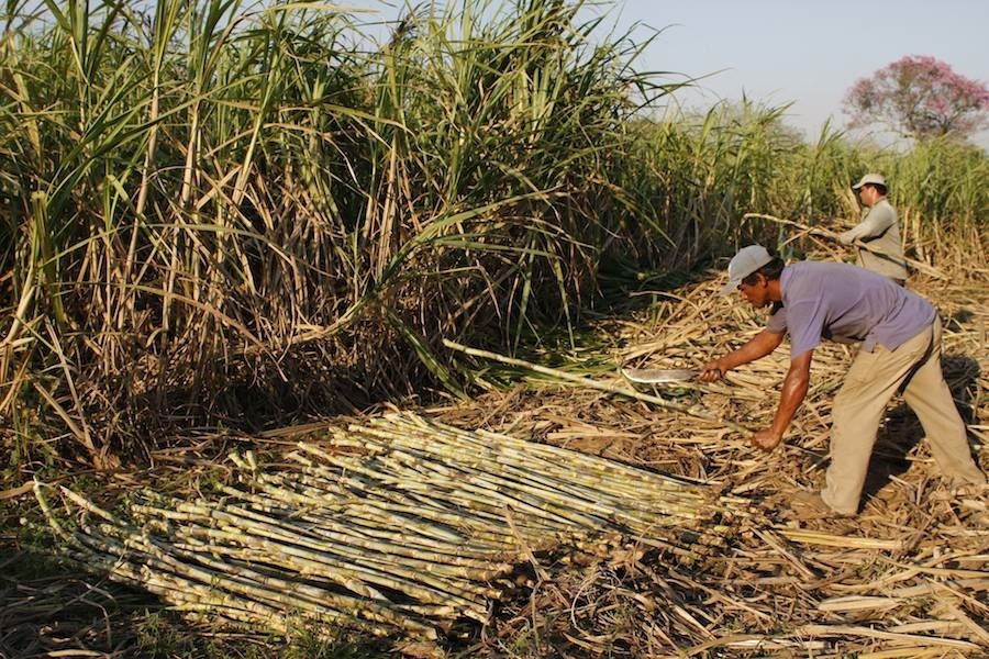 Champotón, tercer lugar de producción de caña de azúcar en el Sureste