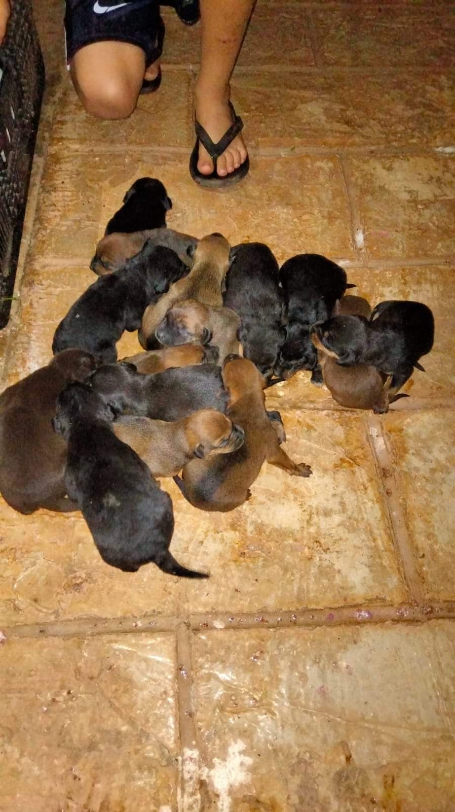 Familia rescata a 15 perritos que fueron tirados en la basura en Tekax, Yucatán