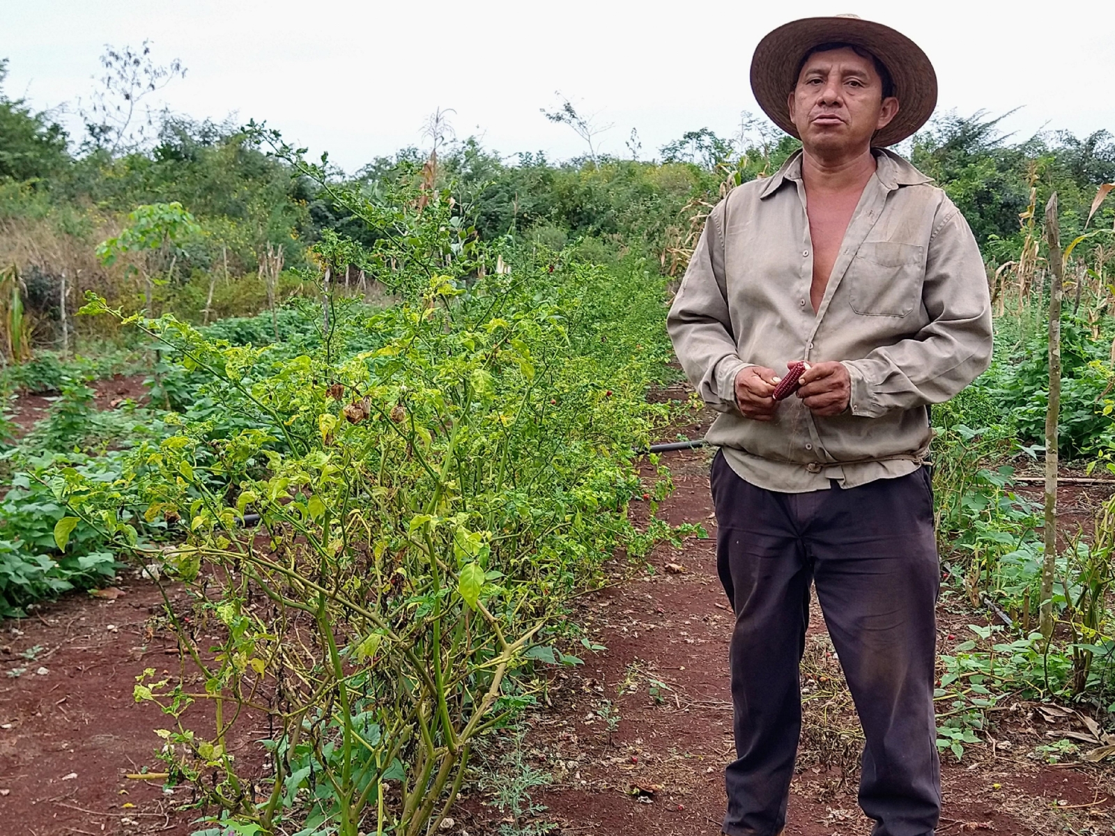 Plagas afectan la producción de chile habanero en Timul, Yucatán