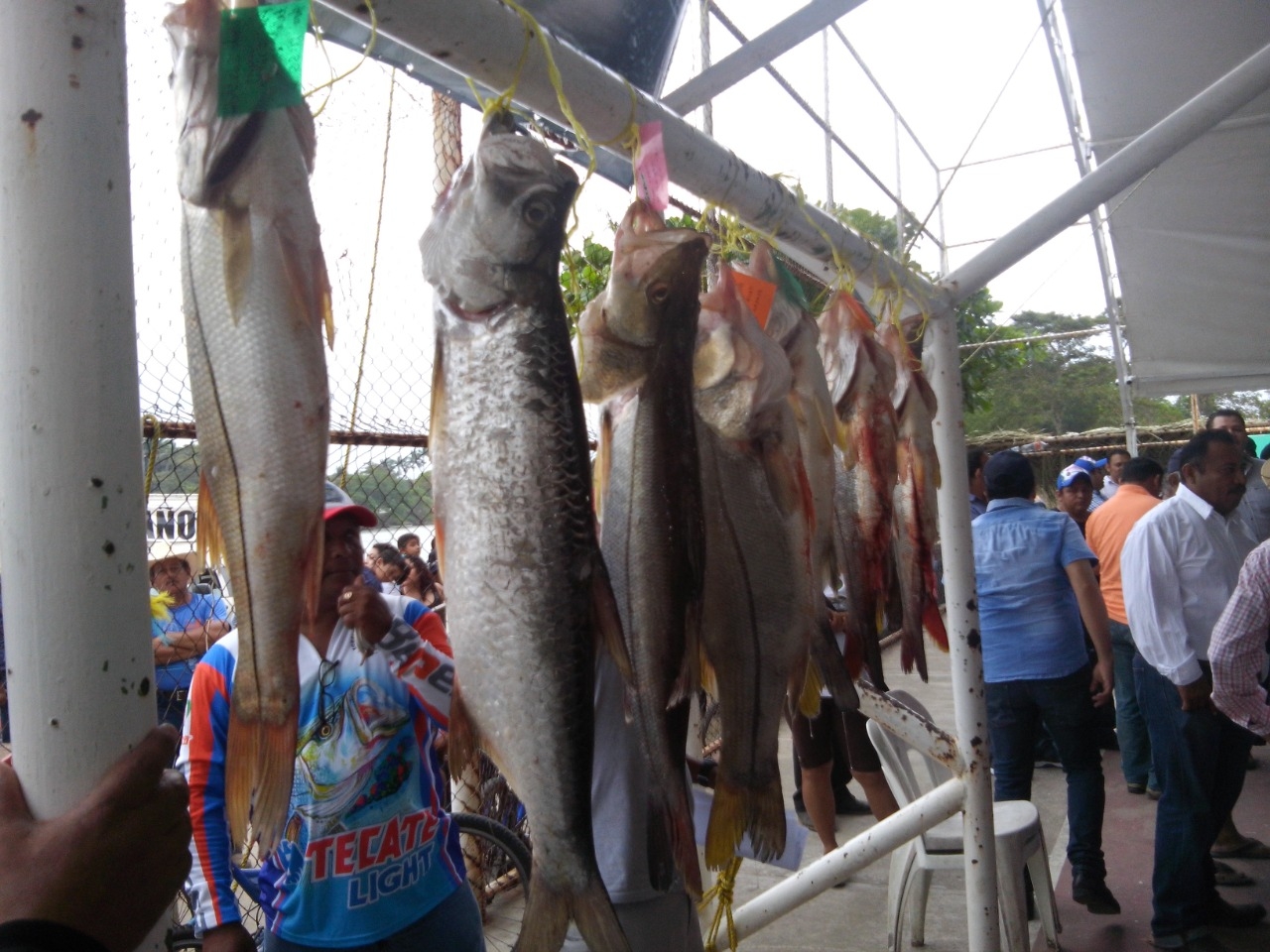 Confirman torneo internacional de pesca de robalo en Palizada Campeche