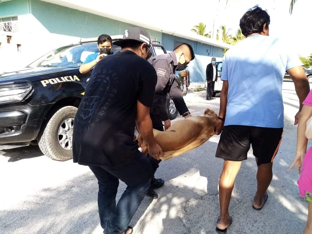 Perro muere tras recibir dos balazos durante el ataque a un predio en Progreso
