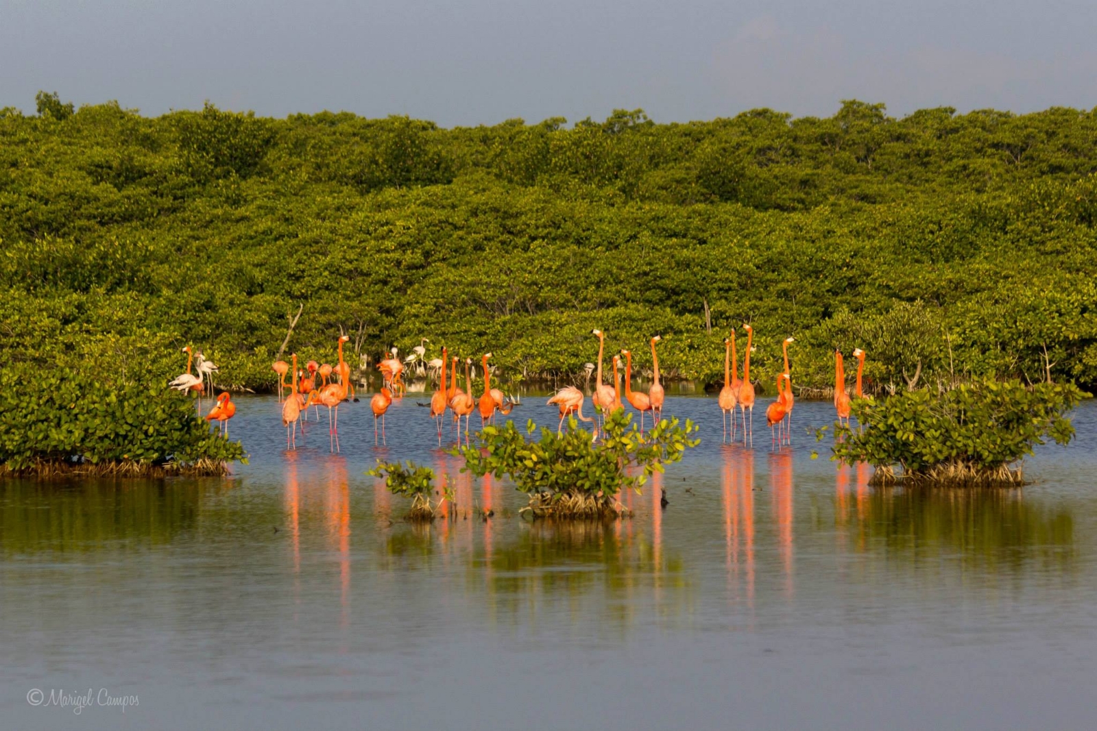 Yucatán pierde 100 hectáreas de manglares al año por la contaminación; revela Cinvestav