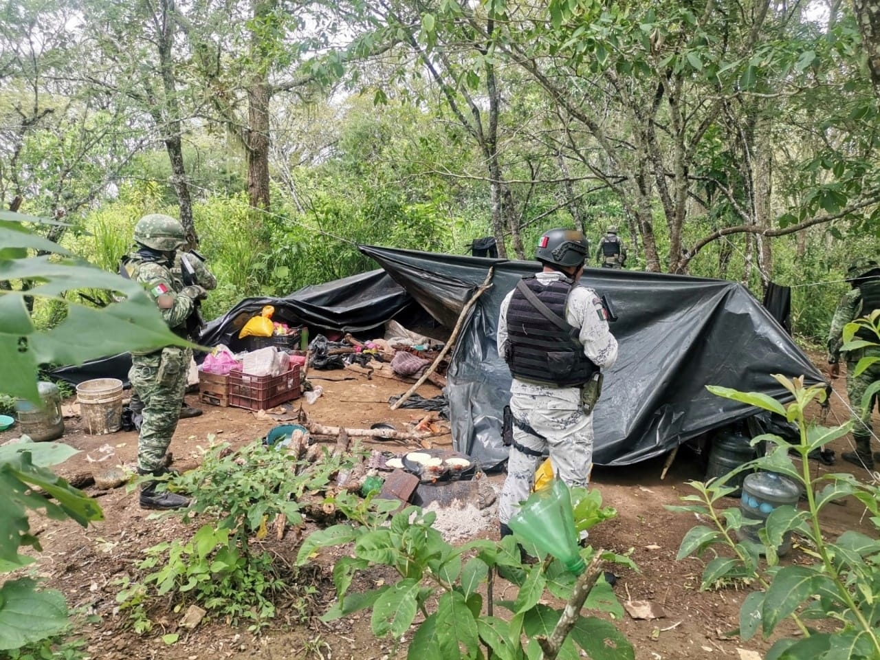 Campeche, tierra de la mafia maderera; se han detectado 68 aserraderos ilegales en nueve años