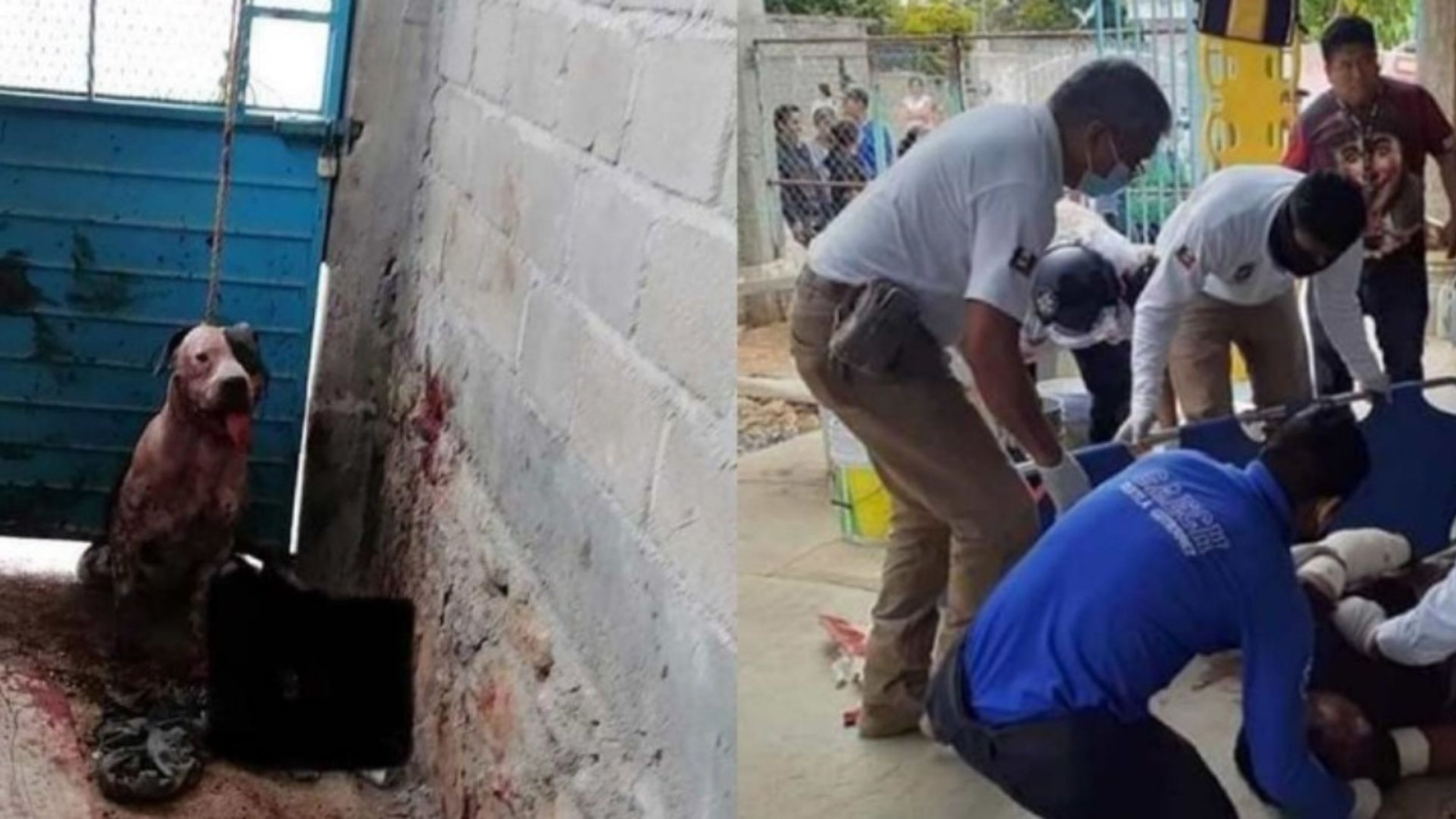 Familia de ladrón exige sacrificio de pitbull que evitó robo en casa de sus dueños en Chiapas