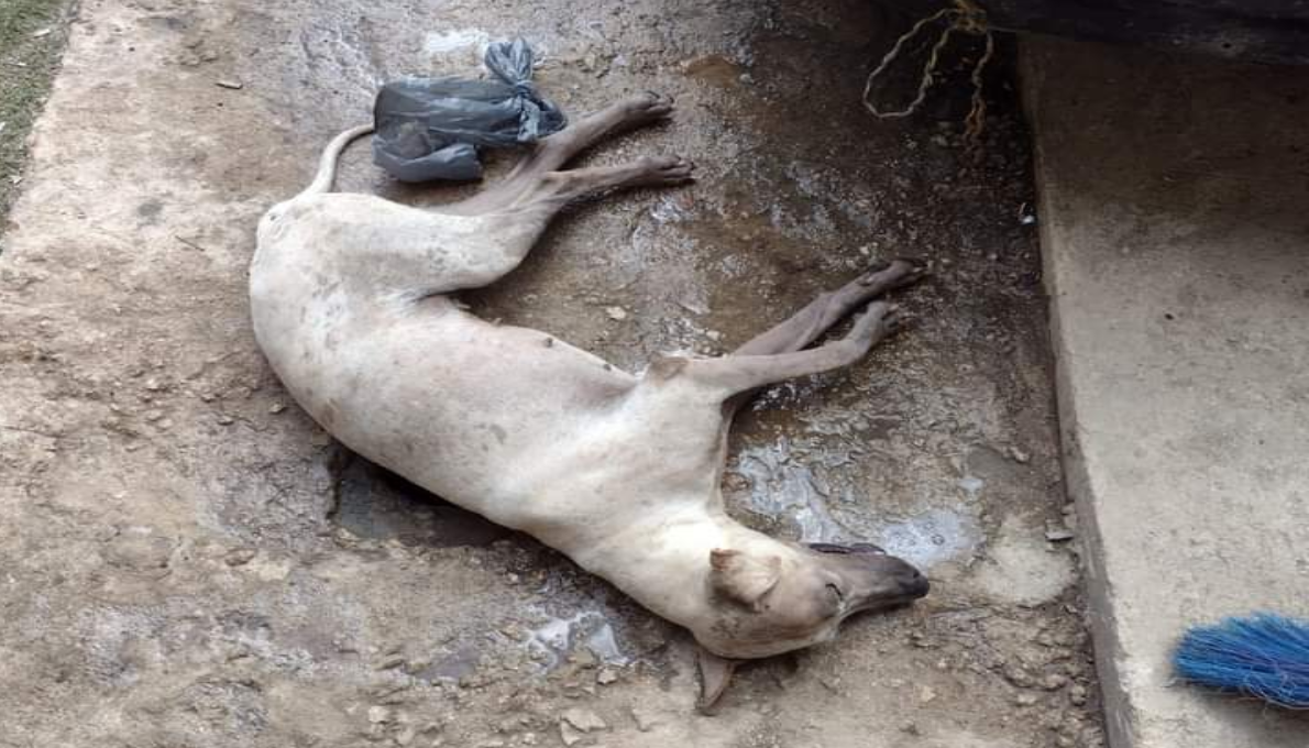 Familias de Conkal temen por envenenamiento de perros en la zona