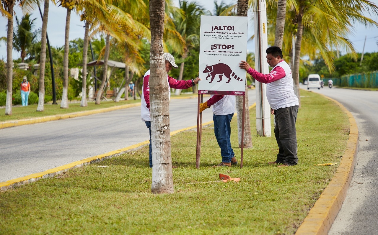 Instalan carteles a fin de proteger a la fauna silvestre en zonas estratégicas en Cozumel