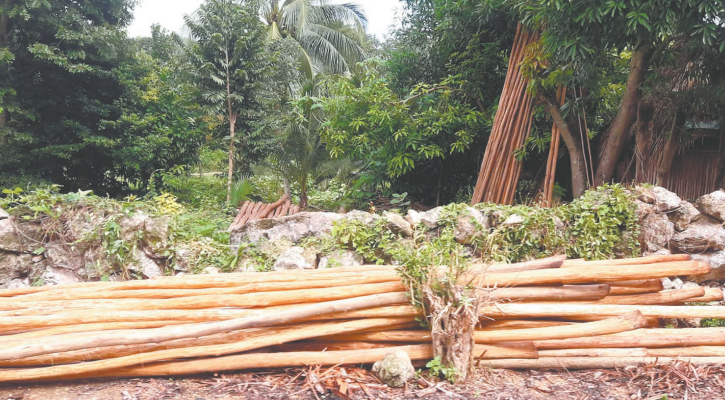 Ejidatarios exigen permisos para el aprovechamiento forestal en Felipe Carrillo Puerto