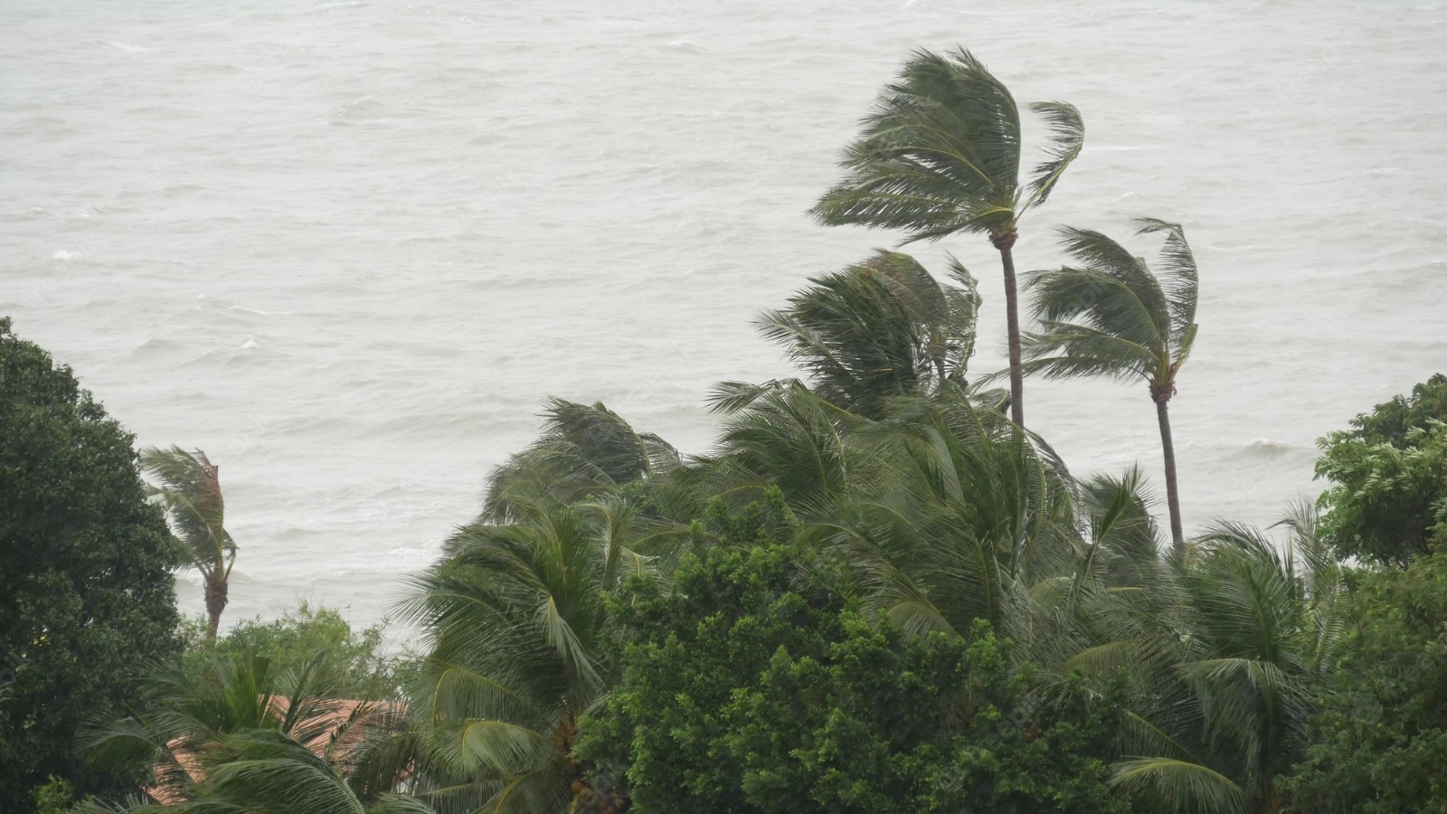 La Tormenta Tropical Julia presenta vientos sostenidos de 65 km/h, moviéndose a 30 km/h.