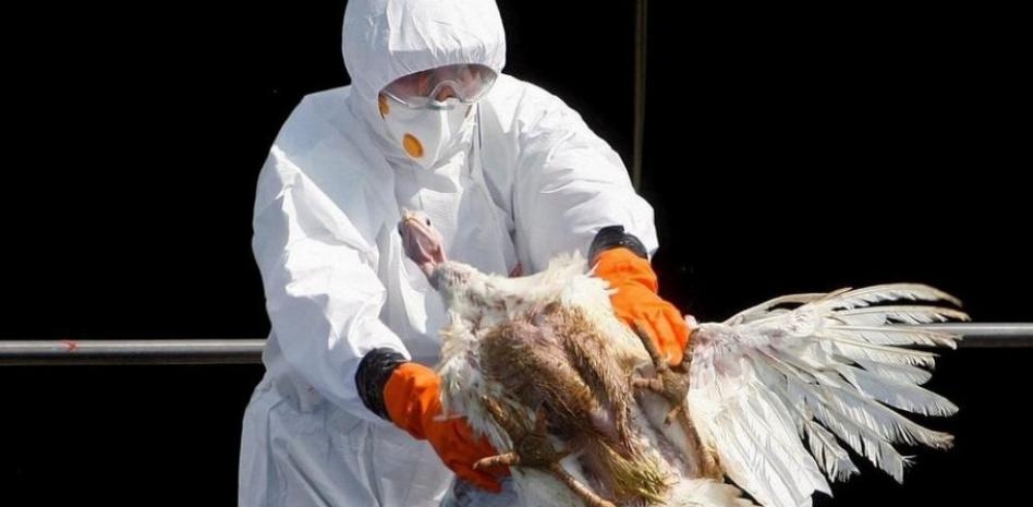 México inicia vacunación estratégica contra influenza aviar AH5N1