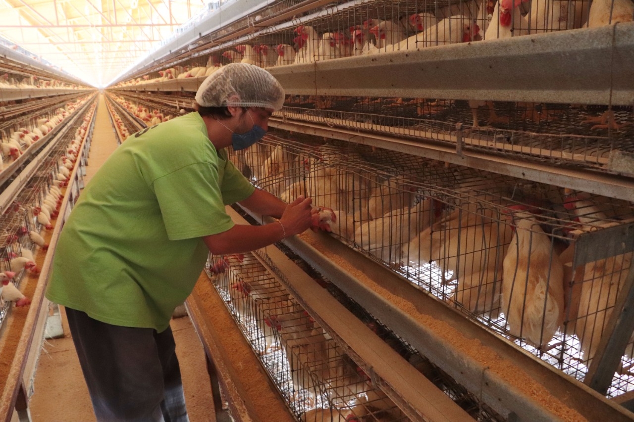 Sacrifican a 20 mil pollos de la granja infectada de influenza aviar en Umán, Yucatán