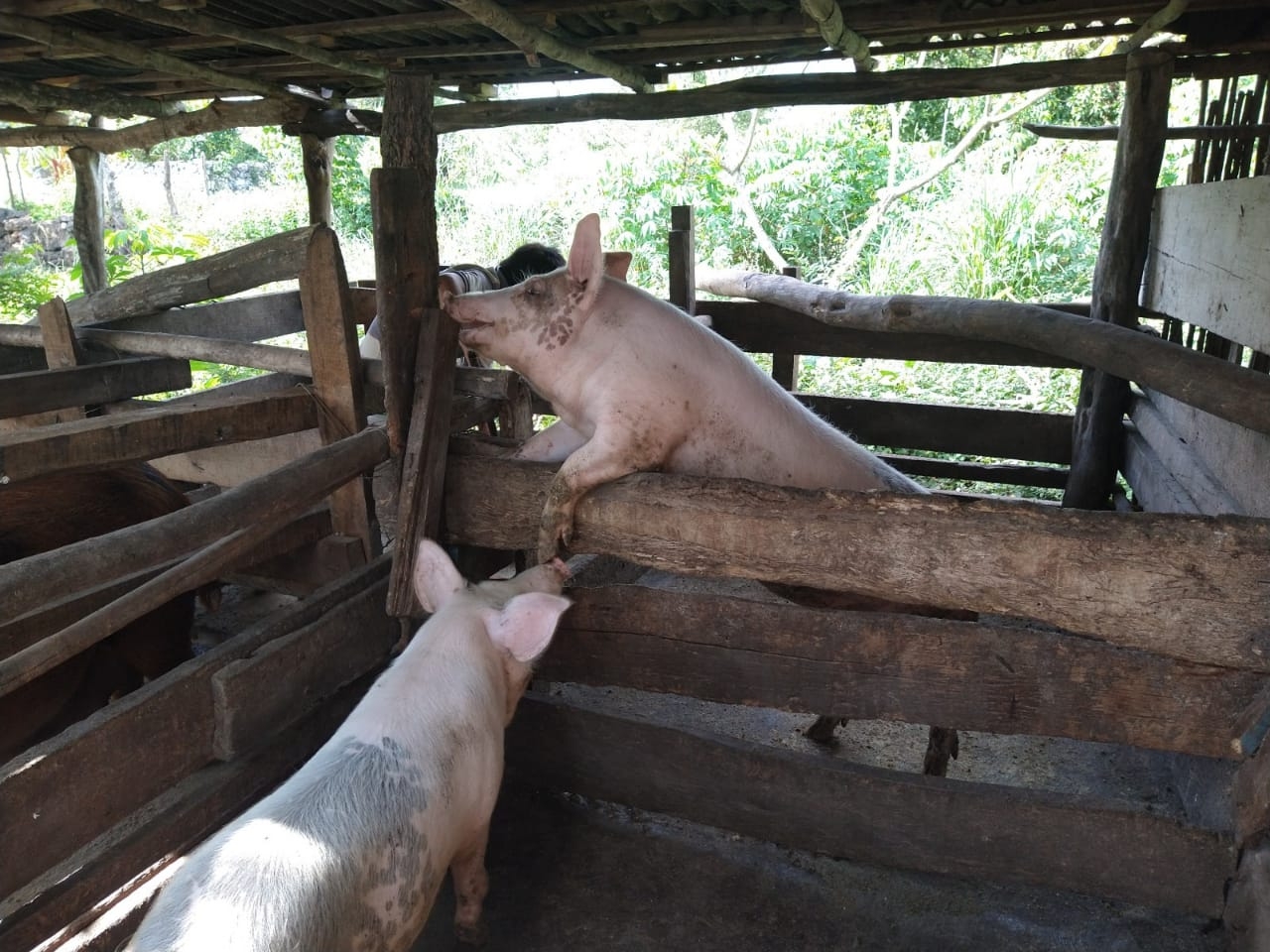 Granjas de Kekén no solo contaminan el agua también violentan a los cerdos, advierte una activista