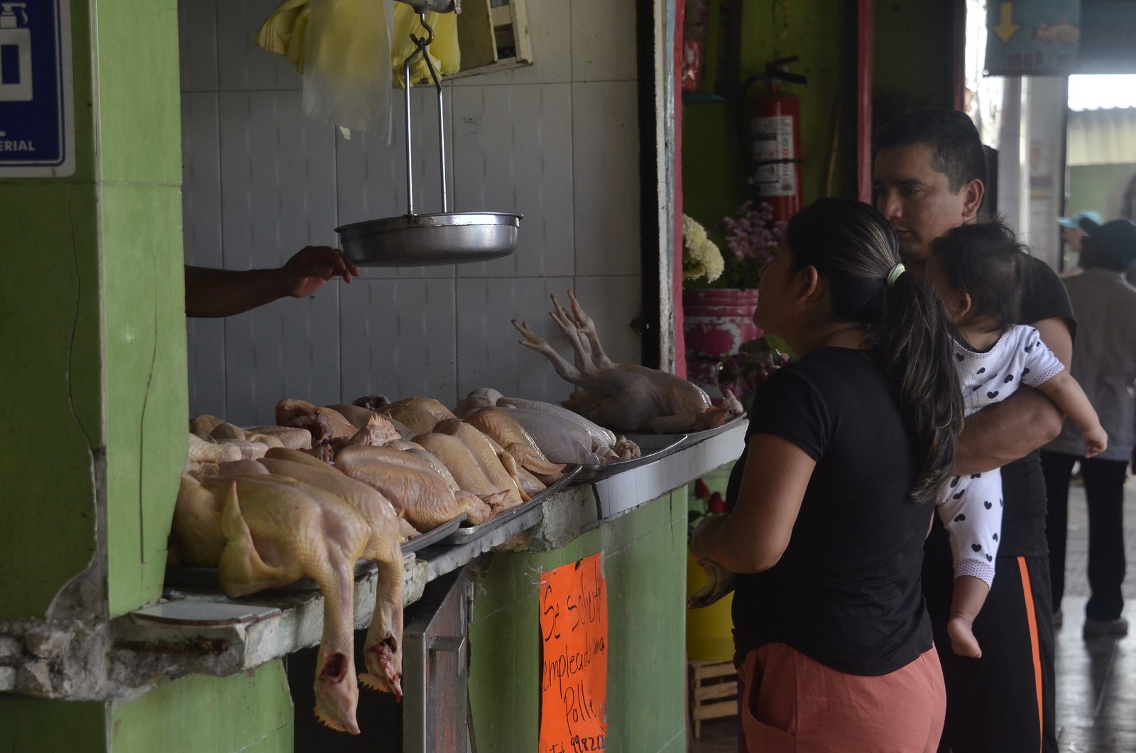 Gripe aviar en Yucatán provoca escasez y alza en los precios del pollo en Cancún