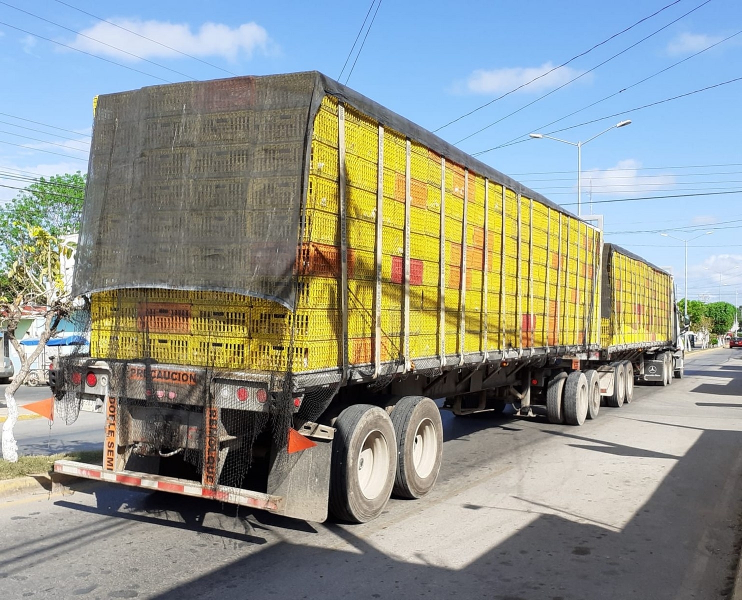 Devuelven cargamentos de pollo a Yucatán para evitar contagios de gripe aviar en Quintana Roo