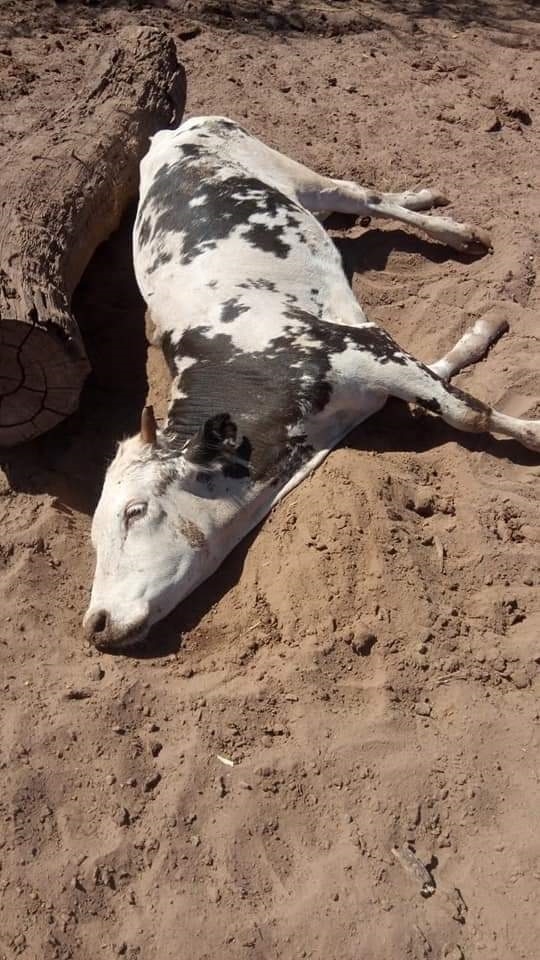 En Campeche un brote de neumonía mata 100 cabezas de ganado