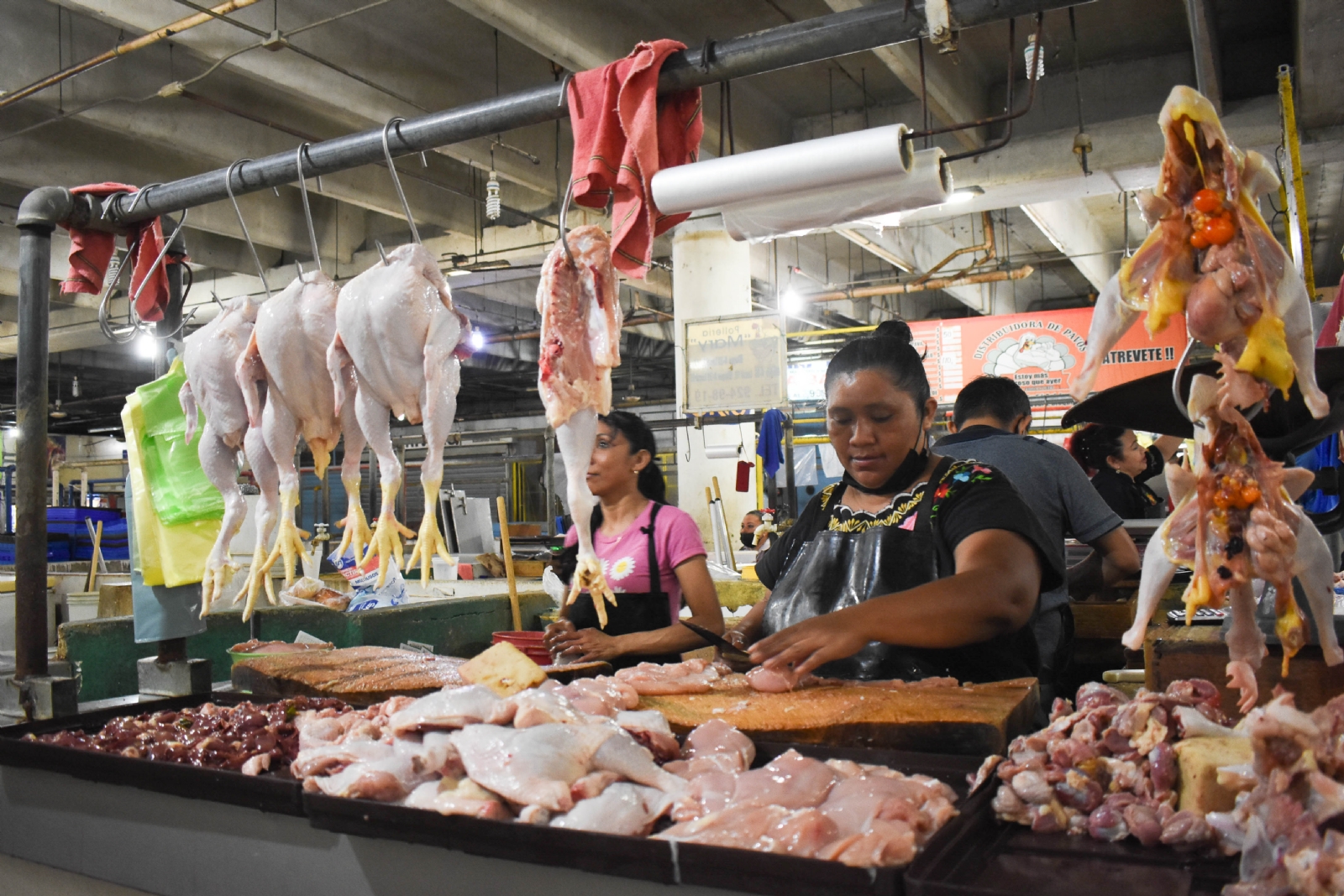 Encuentran al 'culpable' del brote de gripe aviar en una granja de Yucatán