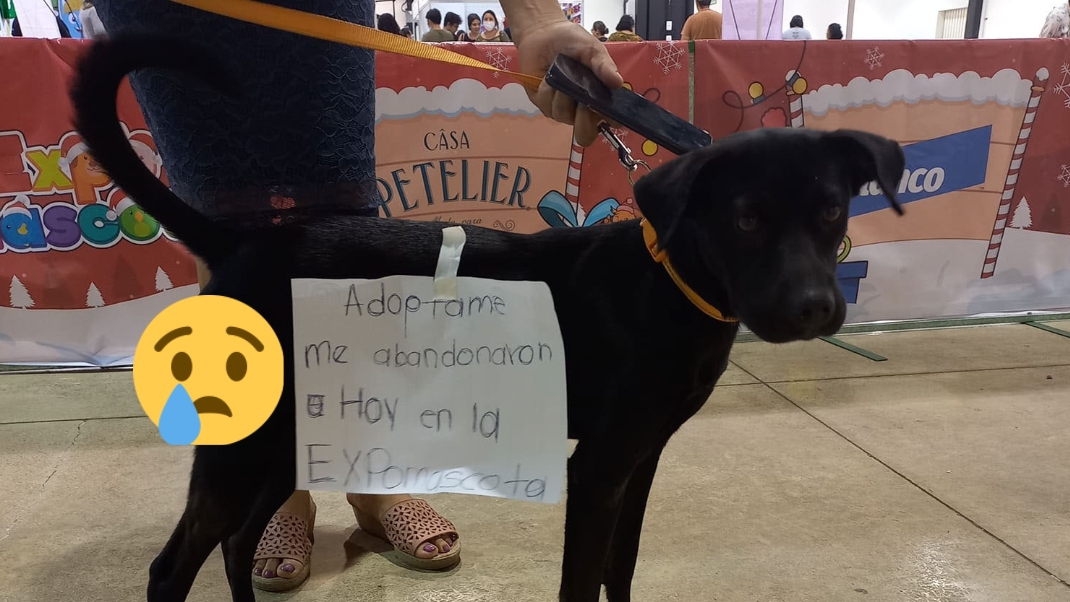 Abandonan a un cachorro en la Expo Mascota en Mérida