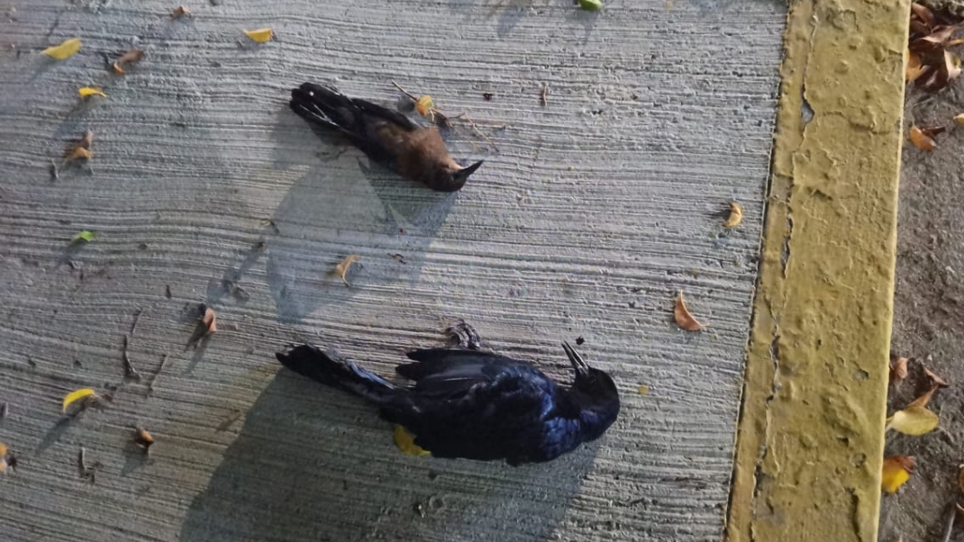 Pirotecnia provoca la muerte de aves en Progreso