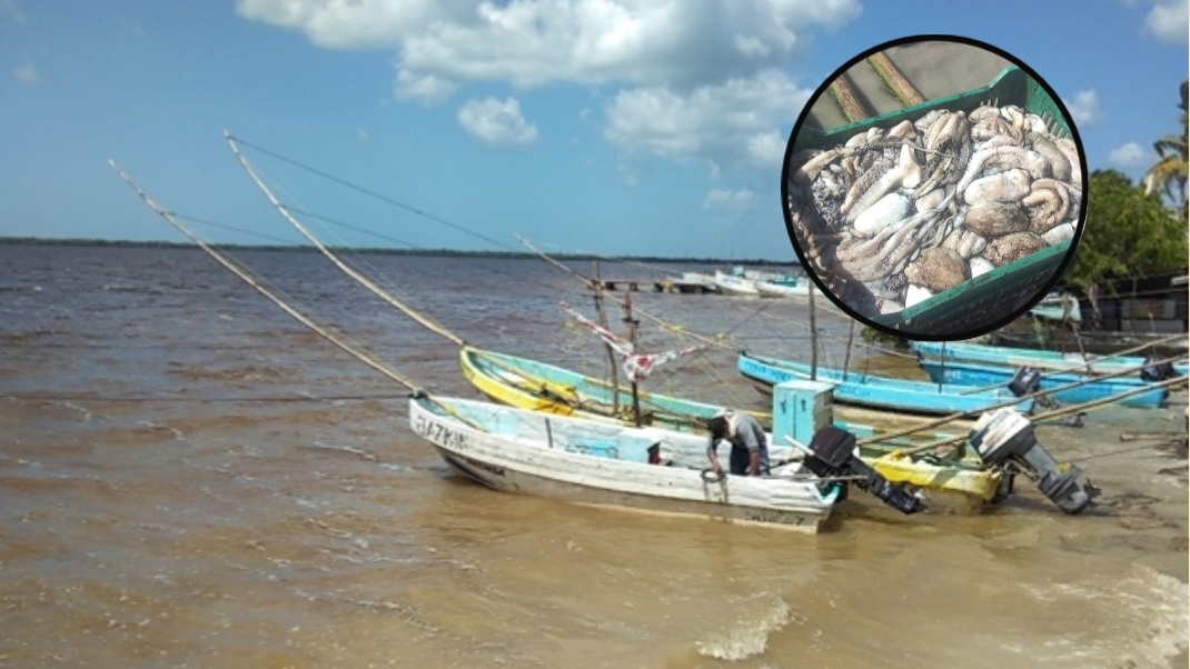 Concluye temporada de pulpo 2022 en la Península de Yucatán