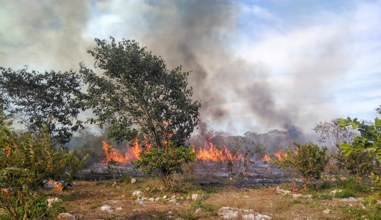 Campeche, el estado con más daños por quemas forestales en 2022: Conafor