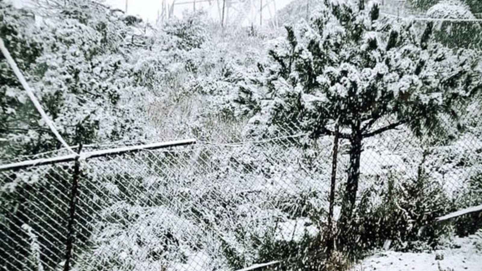 Pintado de blanco y a grados bajo cero: Así el Ajusco en estos momentos con la caída de nieve