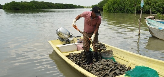 Laguna de Términos, 'fuente' de producción de ostras en Campeche