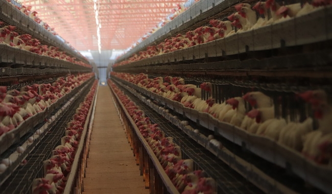 Aumenta un 50% la cifra de granjas contagiadas por gripe aviar en Yucatán