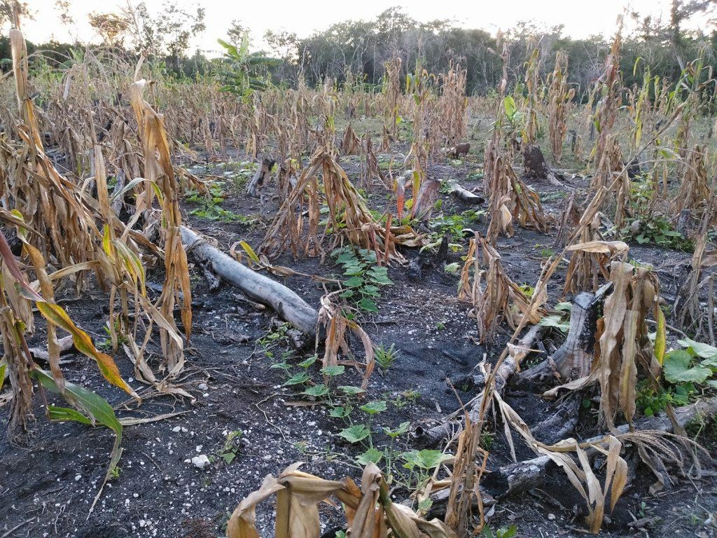 Monitor de Sequía: Yucatán, en la lista con municipios 'anormalmente secos"