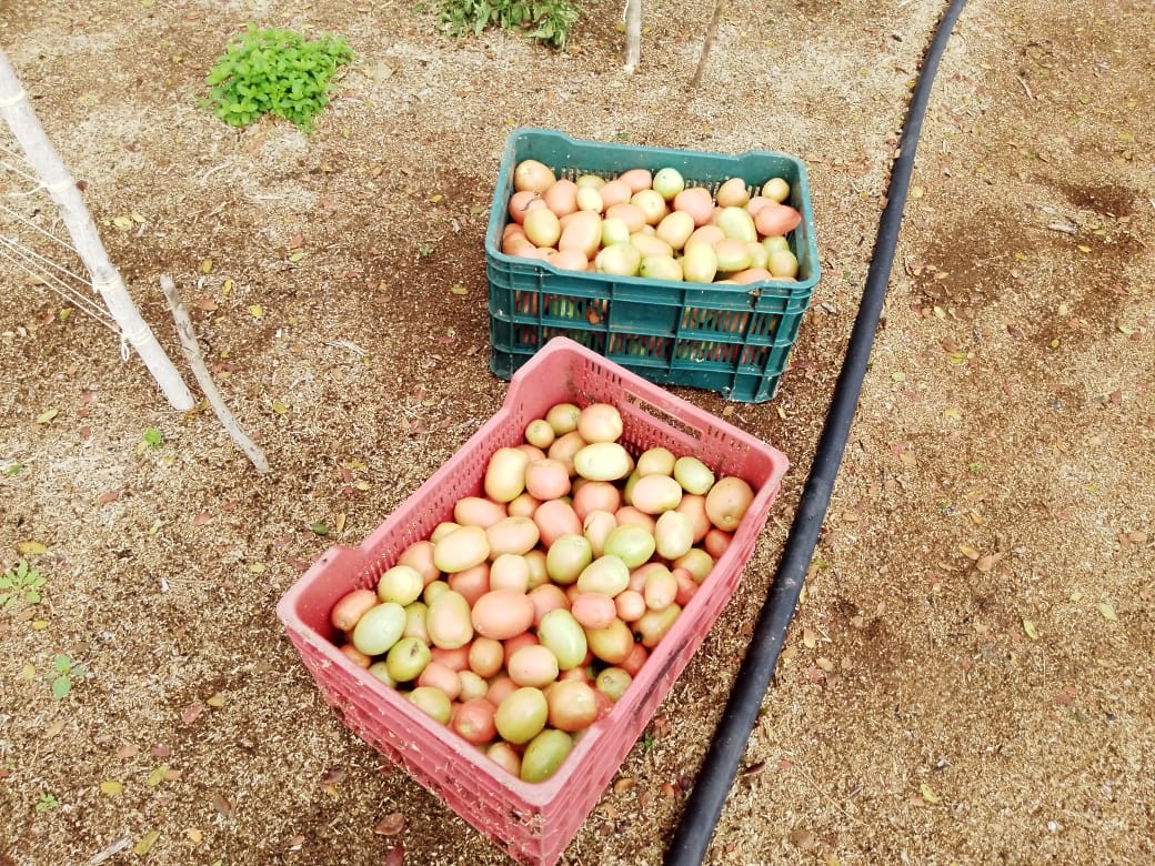 Lluvias dañaron los cultivos de tomate en Telchac Pueblo, asegura agricultor