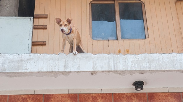 Registran 205 denuncias por maltrato animal en Campeche